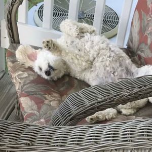 Meet your Posher, Rita